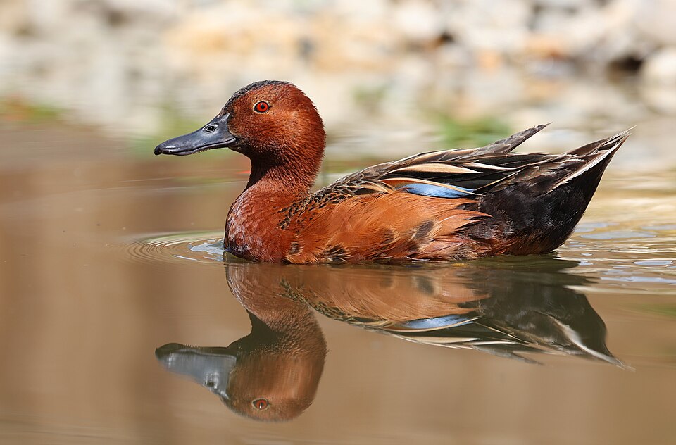 Cinnamon Teal (Spatula cyanoptera)