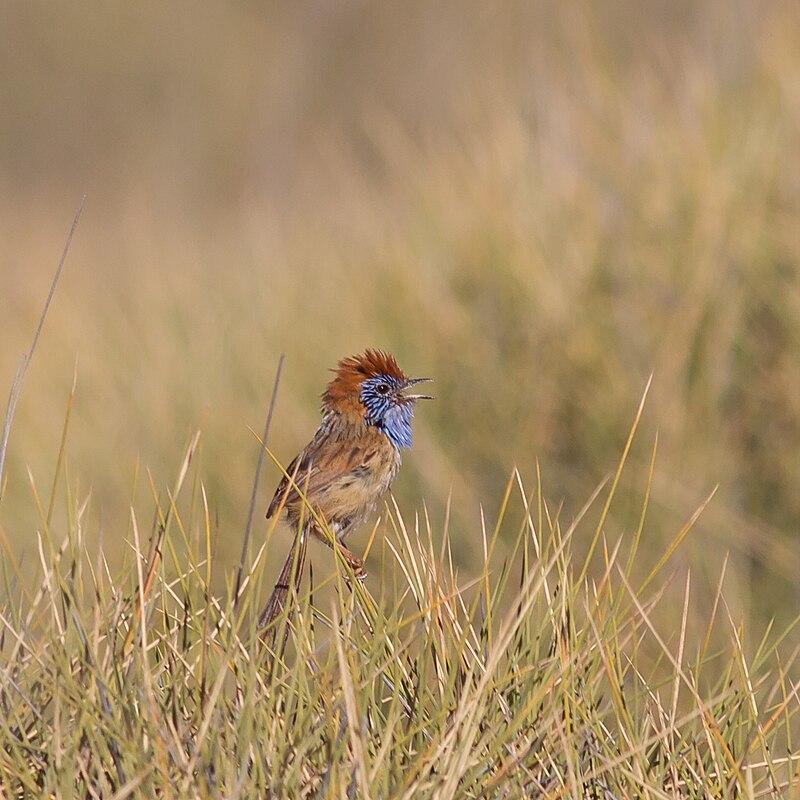 Rufous-crowned Emuwren (Stipiturus ruficeps) photo