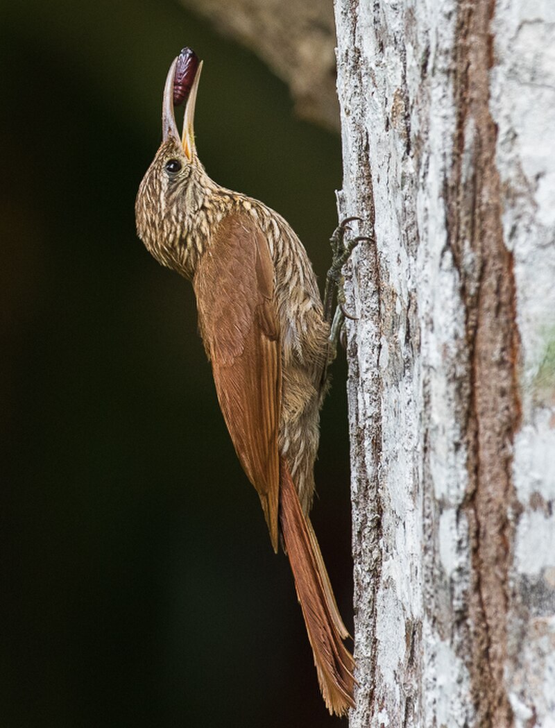 Streak-headed Woodcreeper (Lepidocolaptes souleyetii) photo
