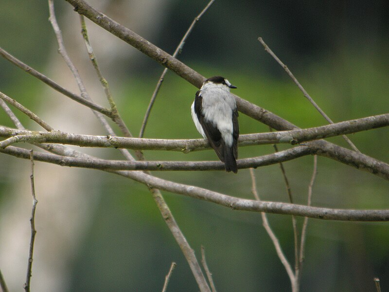 Torrent Flyrobin (Monachella muelleriana) photo
