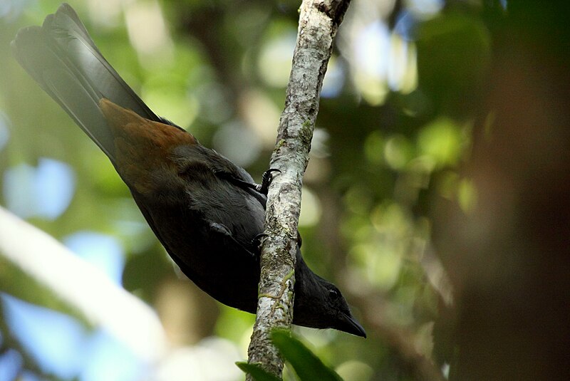 New Caledonian Cuckooshrike (Edolisoma anale) photo