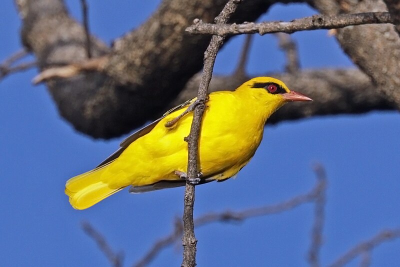 African Golden Oriole (Oriolus auratus) photo