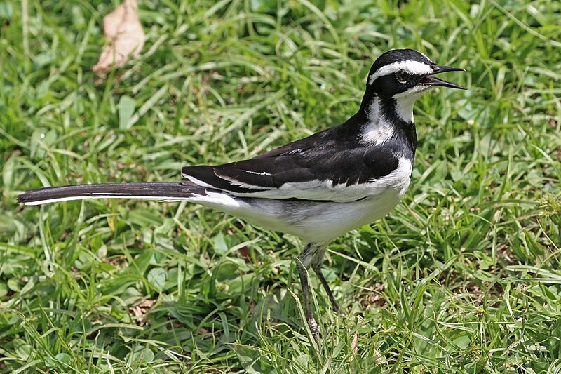 African Pied Wagtail (Motacilla aguimp) photo
