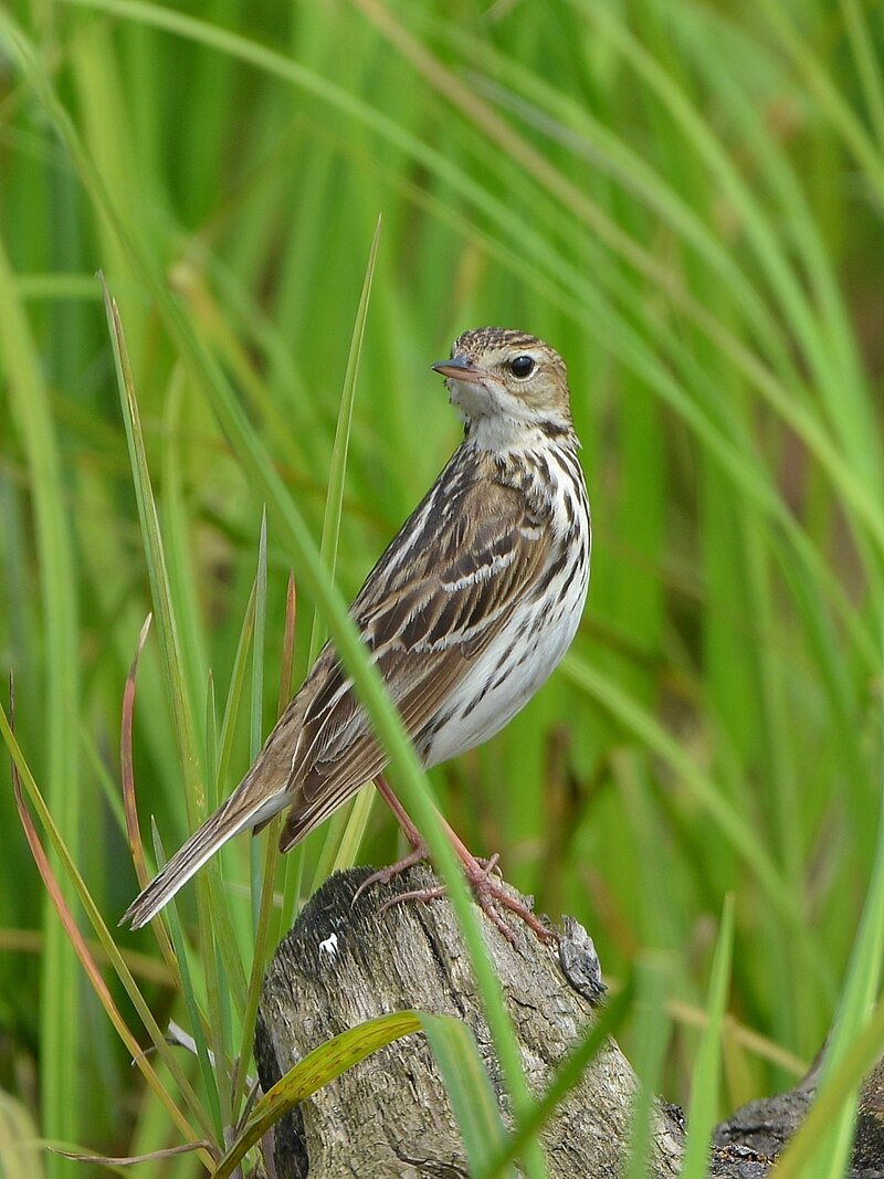 Pechora Pipit (Anthus gustavi) photo