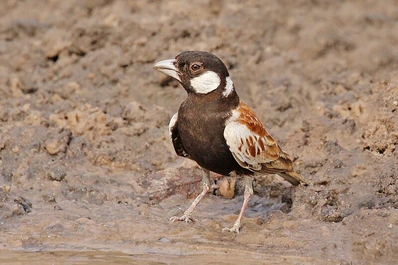 Chestnut-backed Sparrow-Lark (Eremopterix leucotis) photo