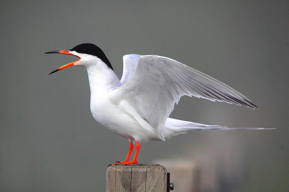 Forster's Tern (Sterna forsteri)