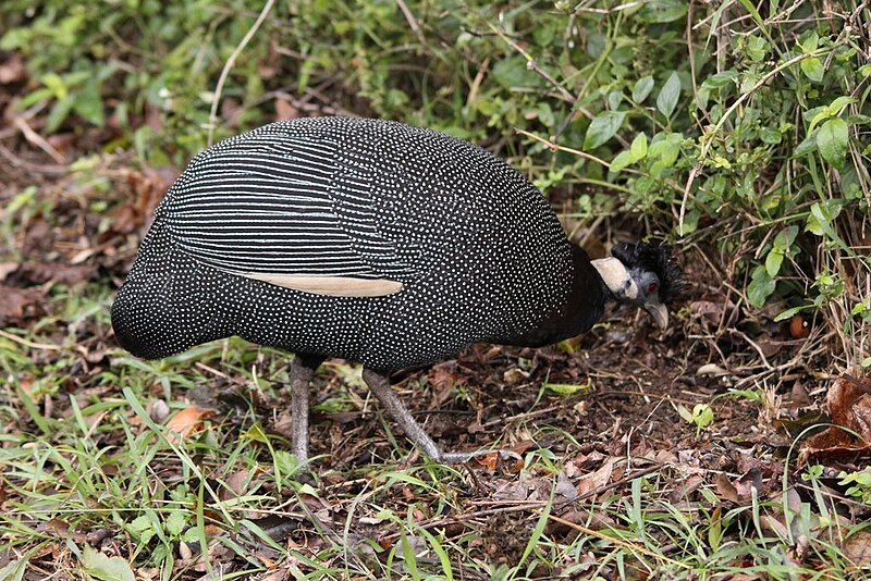 Southern Crested Guineafowl (Guttera edouardi) photo