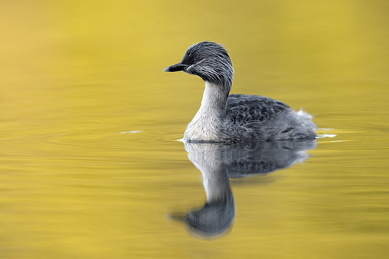 Hoary-headed Grebe (Poliocephalus poliocephalus) photo