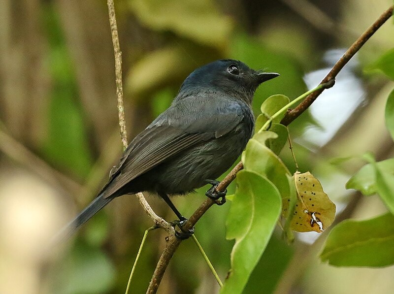 Pohnpei Flycatcher (Myiagra pluto) photo