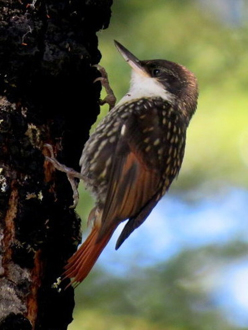 White-throated Treerunner (Pygarrhichas albogularis) photo