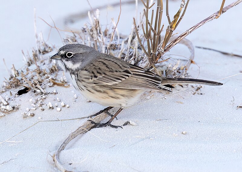 Sagebrush Sparrow (Artemisiospiza nevadensis) photo