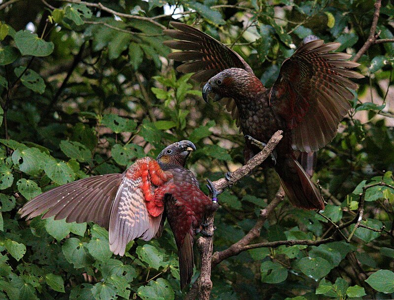 New Zealand Kaka (Nestor meridionalis) photo