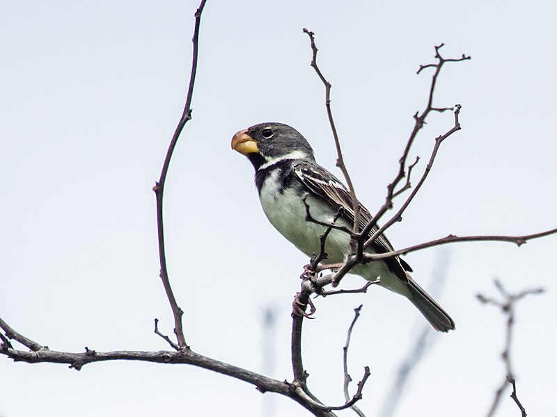 Parrot-billed Seedeater (Sporophila peruviana) photo