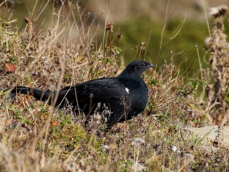 Caucasian Grouse (Lyrurus mlokosiewiczi) photo