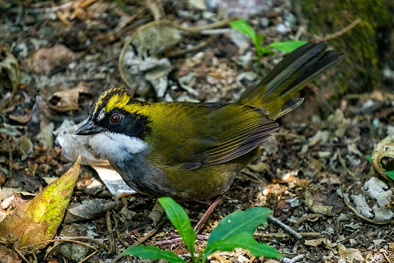 Green-striped Brushfinch (Arremon virenticeps) photo