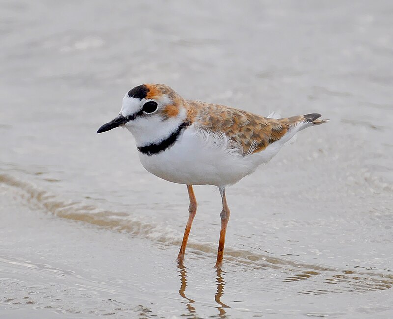 Collared Plover (Anarhynchus collaris) photo