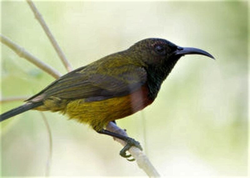 Humblot's Sunbird (Cinnyris humbloti) photo