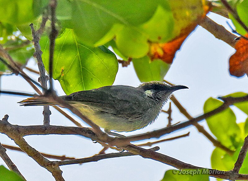 Olive Honeyeater (Lichmera argentauris) photo