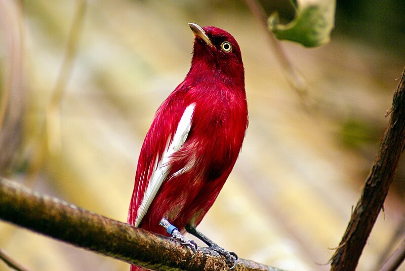 Pompadour Cotinga (Xipholena punicea) photo