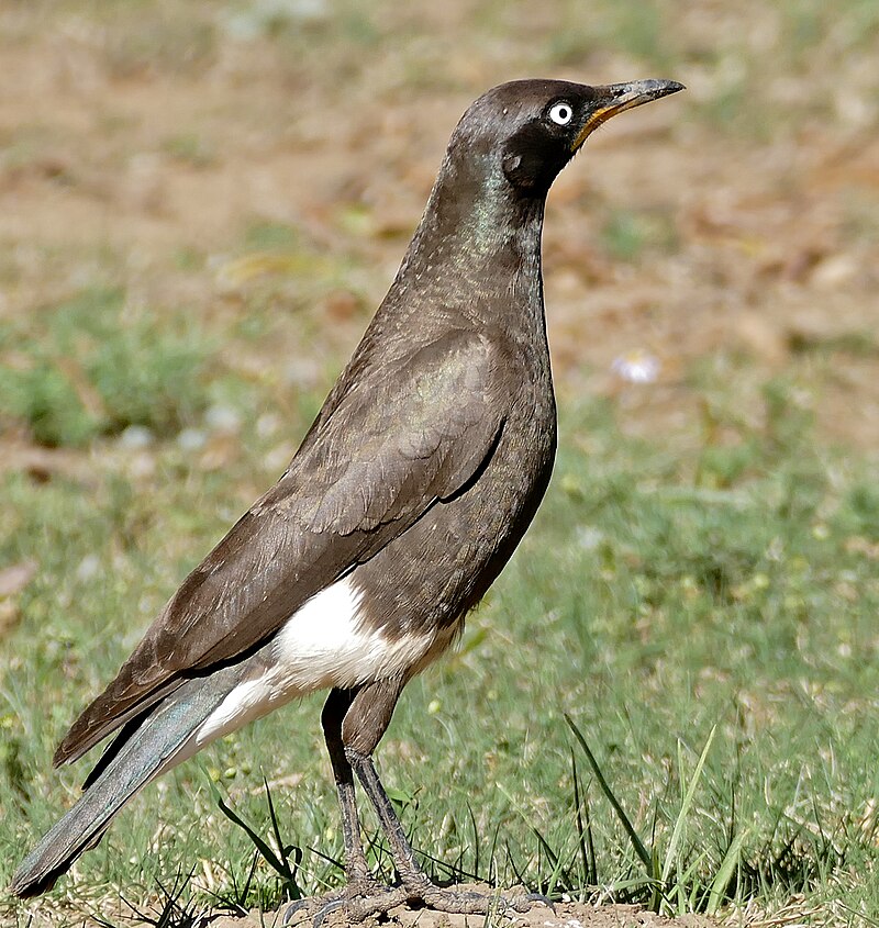 African Pied Starling (Lamprotornis bicolor) photo