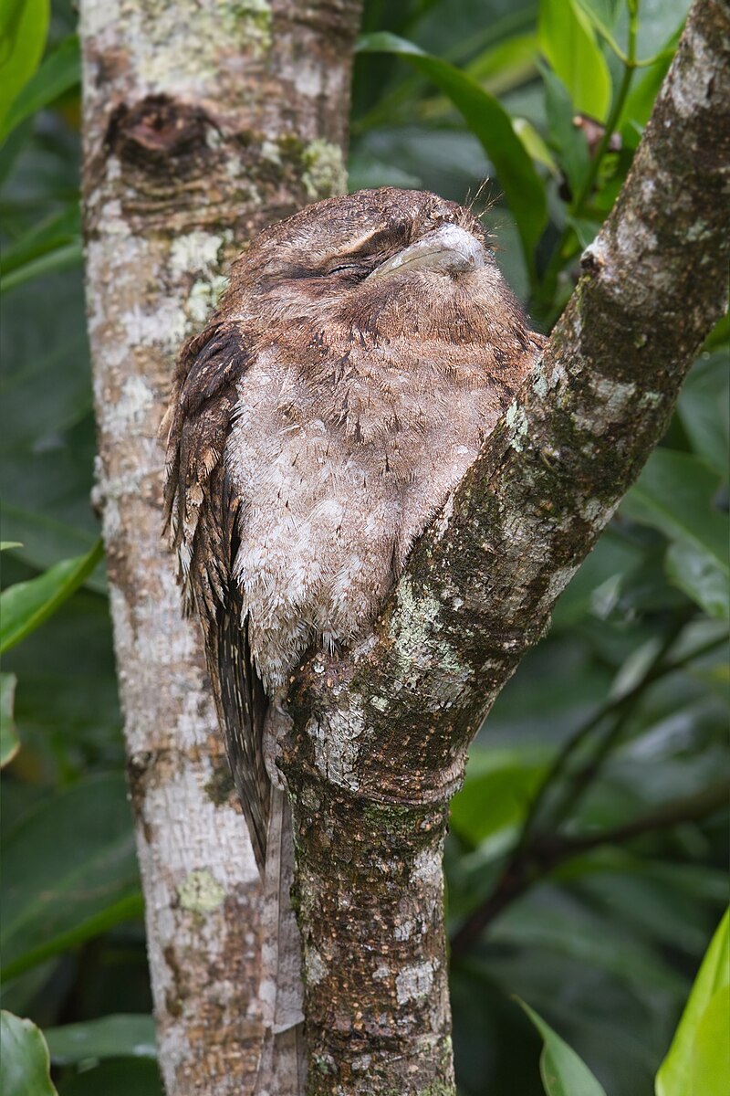Papuan Frogmouth (Podargus papuensis) photo