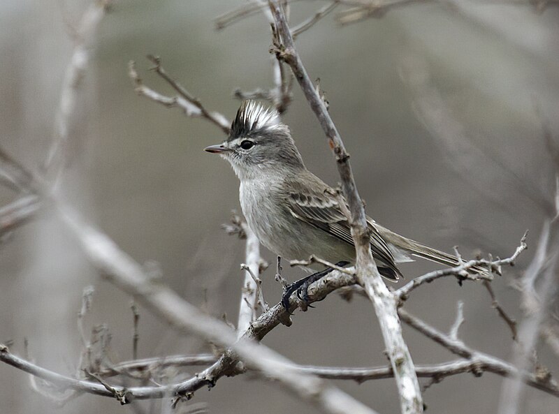 Gray-and-white Tyrannulet (Pseudelaenia leucospodia) photo