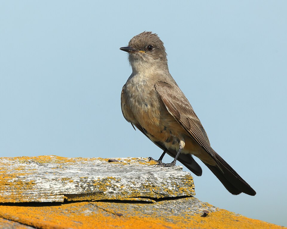 Say's Phoebe (Sayornis saya)