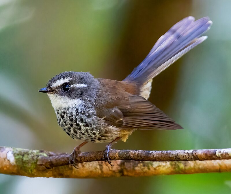 New Caledonian Streaked Fantail (Rhipidura verreauxi) photo