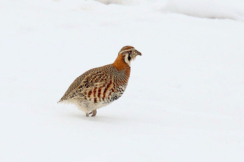 Tibetan Partridge (Perdix hodgsoniae) photo