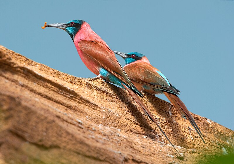 Northern Carmine Bee-eater (Merops nubicus) photo