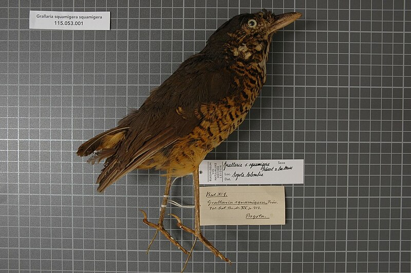 Undulated Antpitta (Grallaria squamigera) photo
