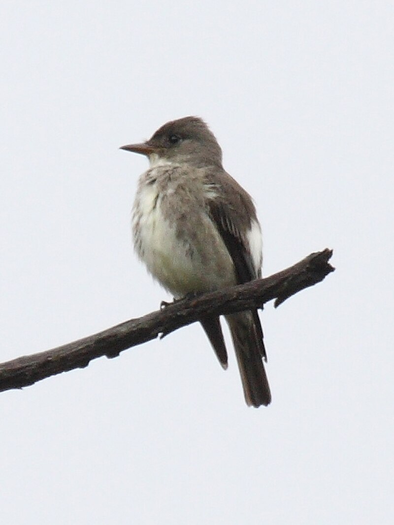 Olive-sided Flycatcher (Contopus cooperi) photo