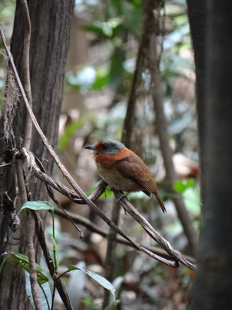 Rufous-necked Puffbird (Malacoptila rufa) photo