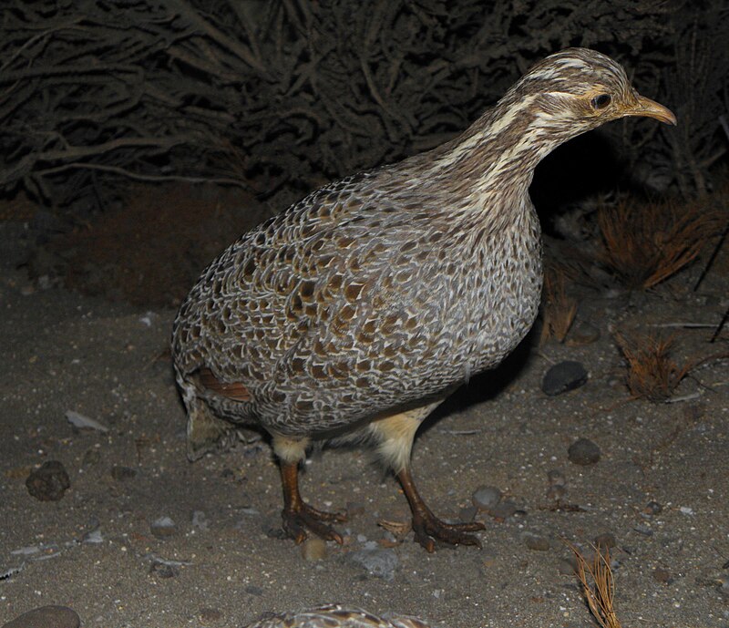 Patagonian Tinamou (Tinamotis ingoufi) photo