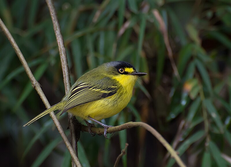 Gray-headed Tody-Flycatcher (Todirostrum poliocephalum) photo
