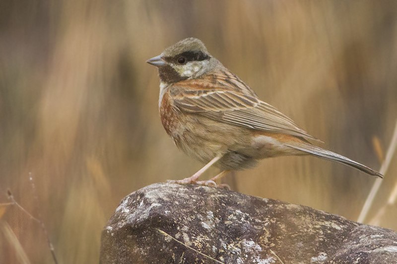 White-capped Bunting (Emberiza stewarti) photo