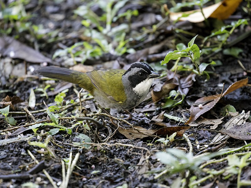 Costa Rican Brushfinch (Arremon costaricensis) photo