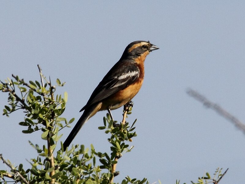 Cinnamon Warbling Finch (Poospiza ornata) photo