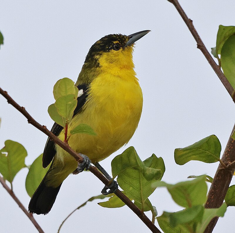 Common Iora (Aegithina tiphia) photo