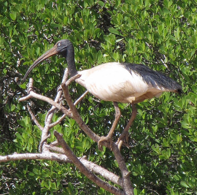 Malagasy Sacred Ibis (Threskiornis bernieri) photo