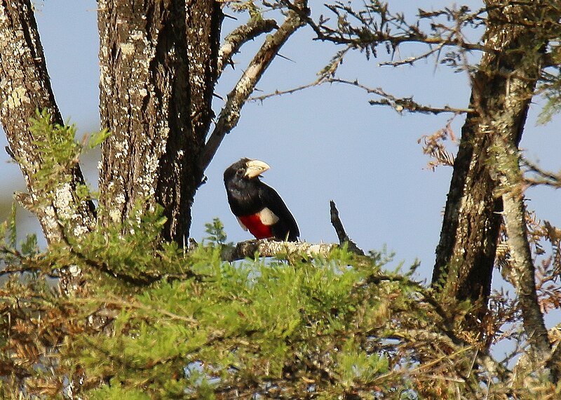 Black-breasted Barbet (Pogonornis rolleti) photo