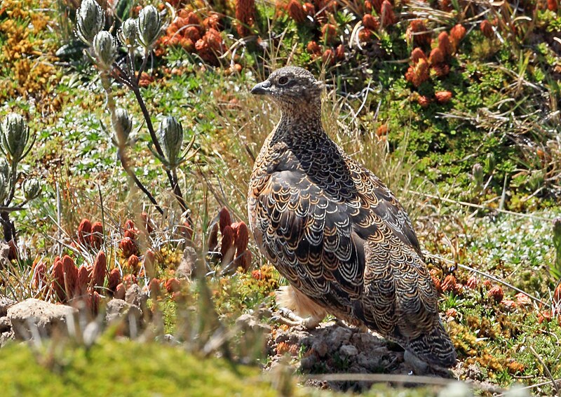 Rufous-bellied Seedsnipe (Attagis gayi) photo