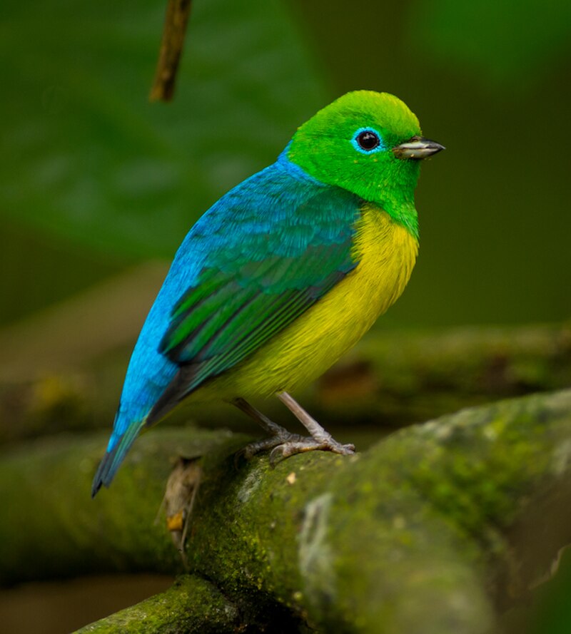 Blue-naped Chlorophonia (Chlorophonia cyanea) photo