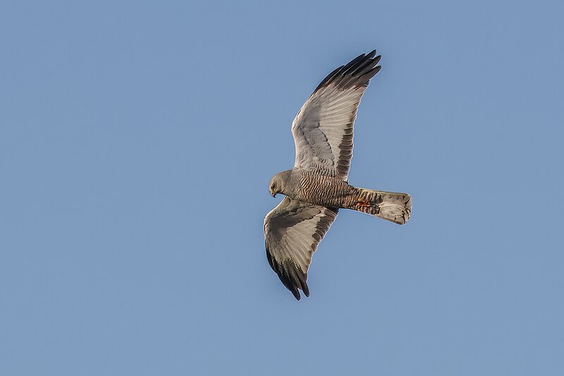 Cinereous Harrier (Circus cinereus) photo