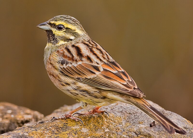 Cirl Bunting (Emberiza cirlus) photo