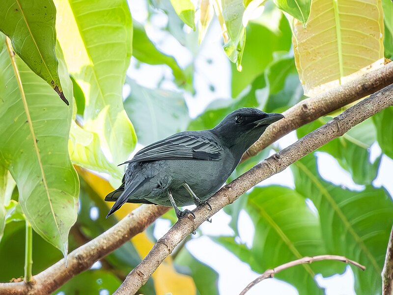 North Moluccan Cicadabird (Edolisoma grayi) photo