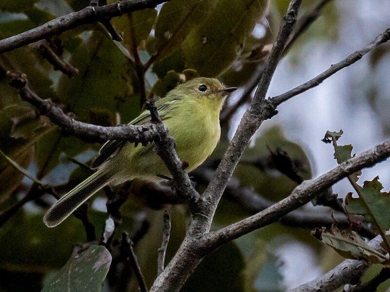 Minas Gerais Tyrannulet (Phylloscartes roquettei) photo