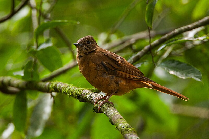 Rufous Flycatcher-Thrush (Stizorhina fraseri) photo