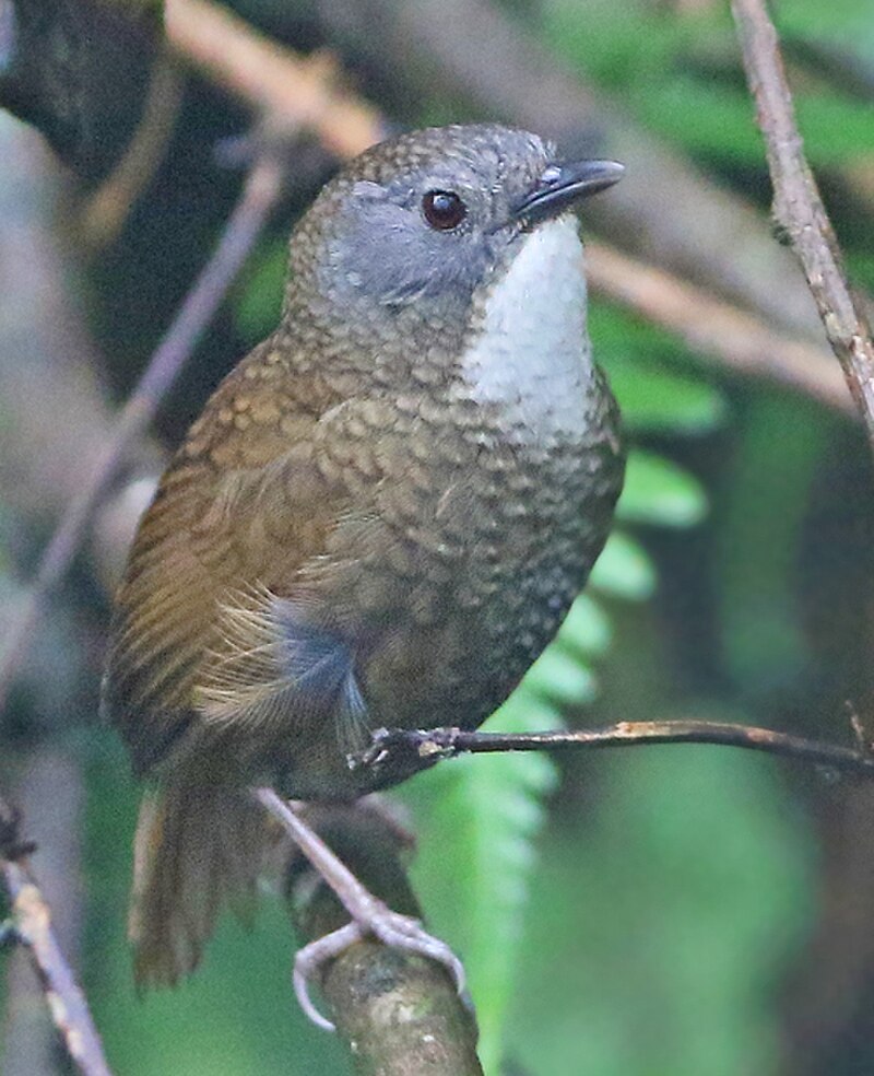 Pale-throated Wren-Babbler (Spelaeornis kinneari) photo