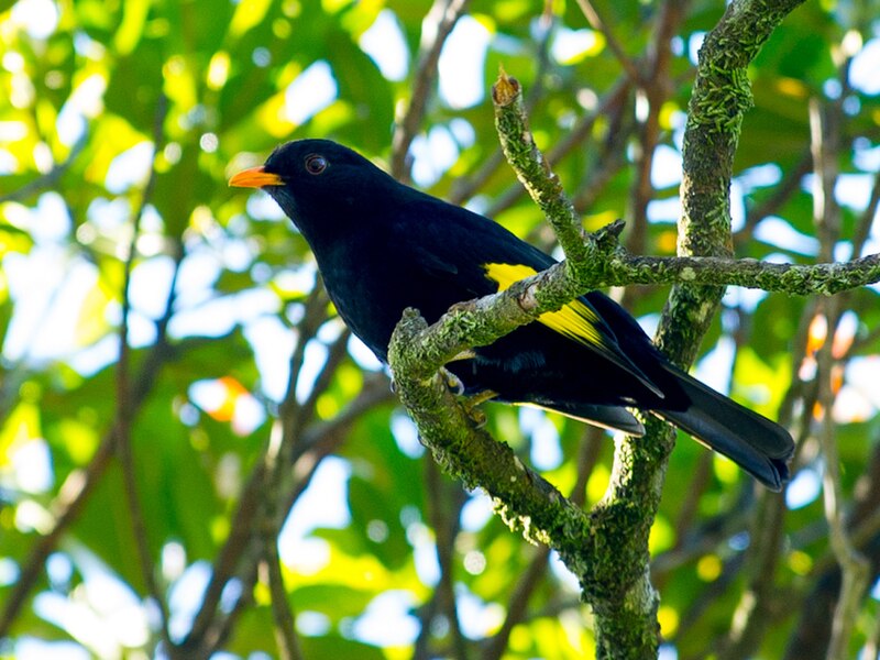 Black-and-gold Cotinga (Lipaugus ater) photo